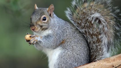 Ardilla gris, plaga en el parque , delicia al plato