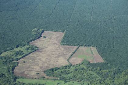 Área deforestada en Costa Rica para desarrollar plantaciones de palmeras