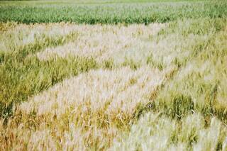 Argelia compra trigo molinero en licitación, podría ser argentino: operadores