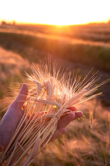Argentina es uno de los líderes mundiales en producción decebada.