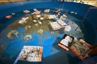 Argentina incauta más de 700 animales marinos traficados desde Kenia