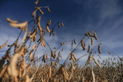 La cosecha finalizó en 50,5 millones de toneladas