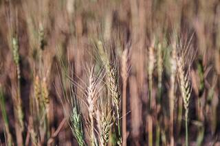 Cómo lograr una buena fertilización del trigo