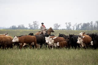 Argentina podrá exportar más carne a EE.UU.; Juan Pablo Carreira dirigirá la Oficina de Respuesta Oficial