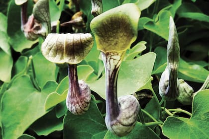 Aristolochia argentina, también llamada “Charrúa” o “buche de pavo”. Es nativa de Bolivia, Paraguay y el noroeste y centro de la Argentina. Crece en los bordes de los caminos y las márgenes de los bosques. Es una trepadora que puede alcanzar hasta 3 m de altura. En primavera florece abundantemente, con flores solitarias, de color crema algo verdoso. El fruto semeja una canastita colgante. Muy rústica, puede multiplicarse por semillas o acodos.