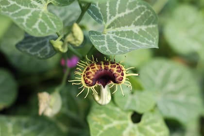 Aristolochia fimbriata es ideal para muros que no reciben sol intenso