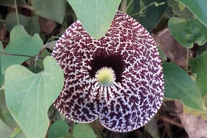 Aristolochia littoralis. También conocida como Aristolochia elegans, se distribuye a largo de América hasta el noreste de la Argentina. Habita en bordes y claros de bosques secundarios, matorrales, bosques de galería, vegetación de litoral y a orillas de caminos. Es una trepadora que puede alcanzar hasta 8 m de altura con la ayuda de un soporte. Florece en primavera. Sus flores son inodoras, al contrario de muchas otras especies del género que emanan un olor de carne podrida.