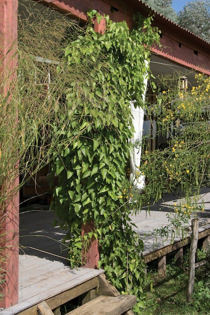 Aristolochia triangularis una trepadora vigorosa