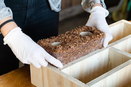 Armado de ladrillos hechos con residuos de madera, hongos y cebada