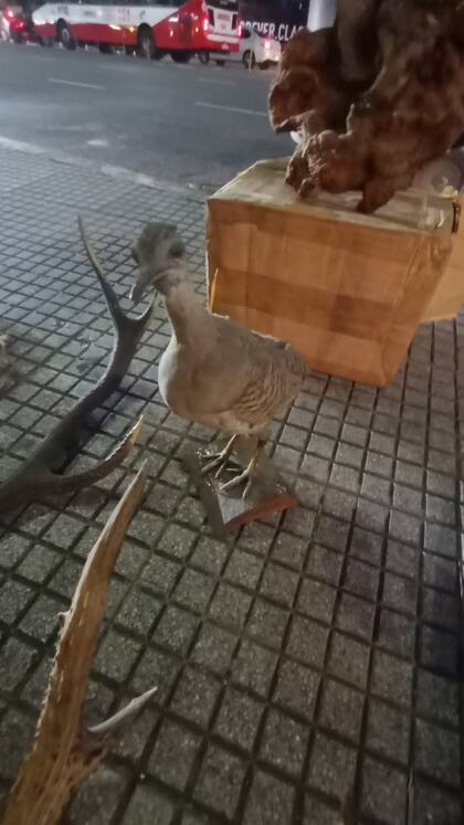 Armas y trofeos de caza encontrados en Palermo.