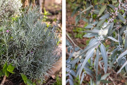 Aromáticas como el curry y árboles como el eucalipto mantienen alejados a los mosquitos debido a su característico aroma