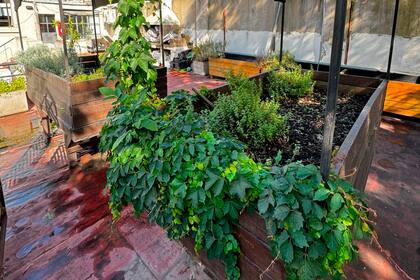 Aromáticas en la terraza de Mengano, en Palermo