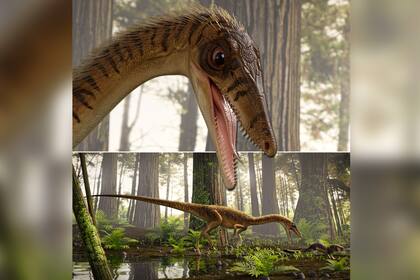 El tatarabuelo del Rex también era un depredador, pero de menor tamaño, y se sitúa como uno de los miembros más primitivos del linaje de los terópodos, al que pertenecen además del Tyrannosaurus, otras especies conocidas como el Velociraptor