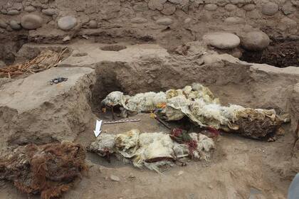Los cuerpos de las llamas no muestran señales de muerte violenta y sus patas estaban atadas