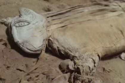 Las excavaciones de la misión egipcia en la necrópolis de Saqqara empezaron en abril de 2018, cuando se descubrieron decenas de animales momificados, siendo los más destacados los escarabajos y los cachorros de león por su rareza