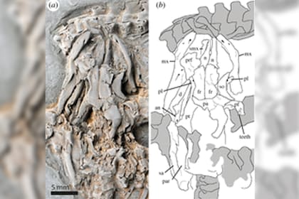 La investigación detallada de la nueva especie fue realizada por los doctores Krister Smith, del Instituto de Investigación Senckenberg; y Hussam Zaher, de la Universidad de São Paulo