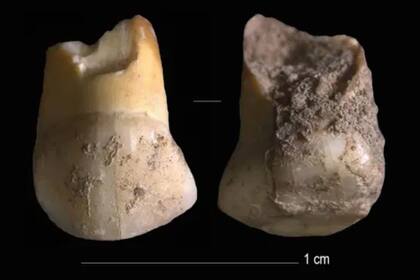 Los dientes crecen y registran información en líneas de crecimiento, similares a los anillos de los árboles