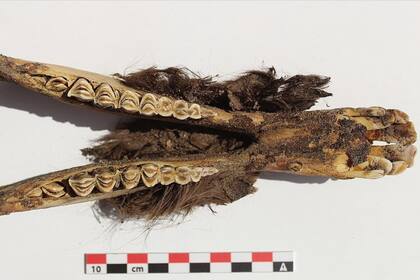 Los arqueólogos resaltaron que la ofrenda demuestra que la relación entre los incas y el ganado se extendía más allá de la simple provisión de carne