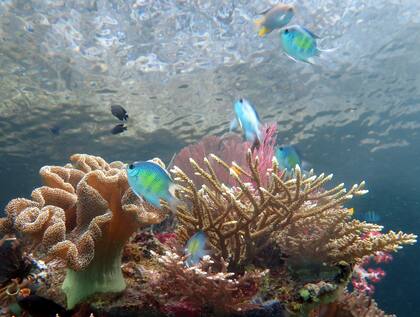 Arrecife pristino en Raja Ampat, West Papua, Indonesia
Foto: Hernán Guibert