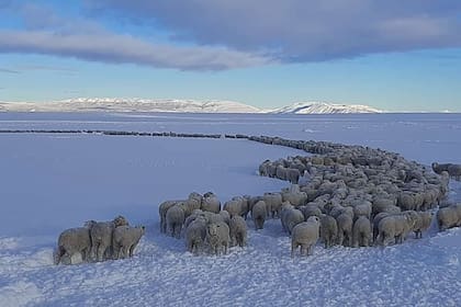 Arreo de ovejas en el campo de un productor en plena nevada