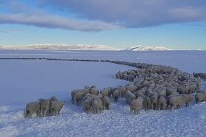 Desesperación y 7 horas de viaje para que no se mueran ovejas en la región más fría del mundo