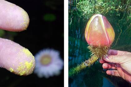 Arriba, cosecha manual de polen en flor masculina (rosada). A su derecha, pimpollo maduro a punto de abrir. En esta etapa ya comienza a sentirse su perfume.