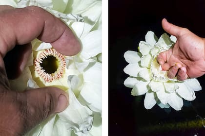 Arriba, el orificio de ingreso al receptáculo en flor de irupé de fase femenina. A la derecha, polinización manual en flor femenina mediante el polen cargado en un dedo. 