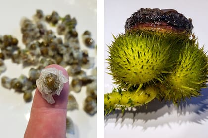 Arriba, semilla con arilo intacto (membrana que permite la dispersión por flotabilidad). A su derecha, fruto maduro con importantes “pinchos” como protección contra peces omnívoros. A los días, el arilo se descompone y deja caer la semilla.