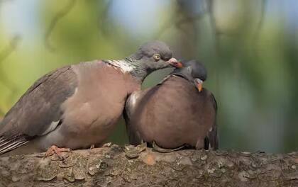 Arrumacos entre palomas. Jose M. Seoane, Author provided