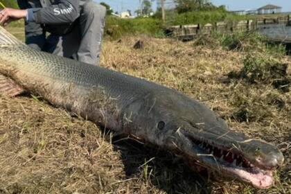 Art Weston y Kirk Kirland capturaron a uno de los peces de agua dulce más grandes del mundo
