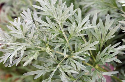 Artemisia absinthium L., comúnmente conocida como ajenjo, es una planta perenne que pertenece a la familia de las Asteráceas. Se encuentra en diversas partes del mundo, especialmente en regiones de clima templado. 