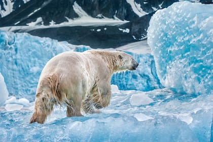 Algunos científicos temen que un tercio de los osos polares desaparezca para 2030