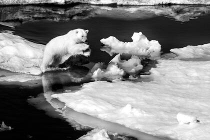 Un oso polor en Svalbard, Noruega