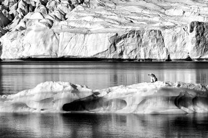 "Sin hielo, todo ese ecosistema finalmente colapsará", asegura Niclen