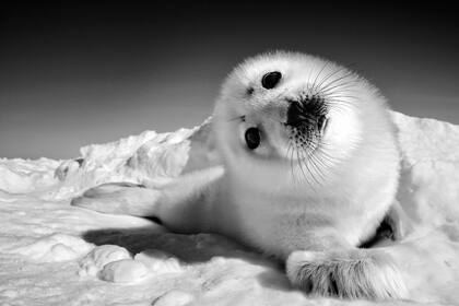 Una foca arpa de una semana de edad. "Cuando no hay hielo, no hay nacimiento de focas", dice el fotógrafo Paul Nicklen