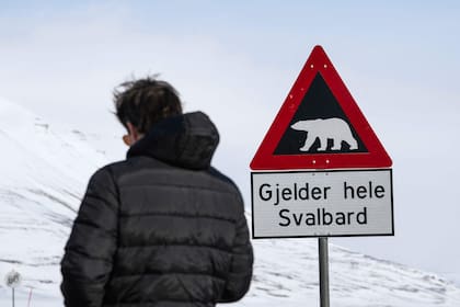 En la zona de Svalbard es obligatorio excursionar con un arma para defenderse de los osos, pero no está permitida su caza