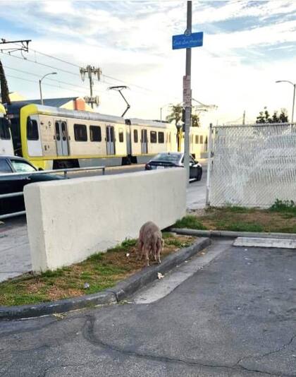 Arturo Flores, el voluntario más cercano a la estación de tren, acudió rápidamente al lugar para asistir a la perra, pero no era fácil encontrarla ya que deambulaba por los alrededores.
