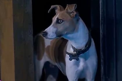 Arturo fue un perro maltratado que fue rescatado (Captura video)