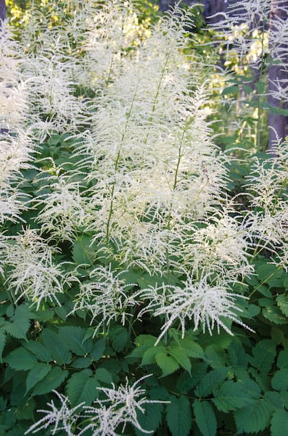 Aruncus dioicus, flores que constituyen un verdadero elixir para polillas y picaflores