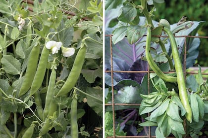 Arvejas, a la izquierda, y habas, a la derecha, dos cultivos fáciles para quienes empiezan con la huerta.