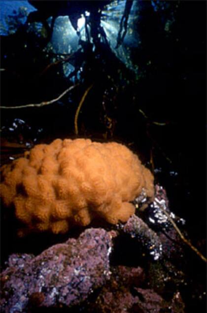 Hay muchos tipos de ascidias, organismos del reino animal que pertenecen al filo cordado y que son estudiadas por la ciencia por poseer sustancias activas que pueden ser antibacteriales, antifúngicas y hasta anticancerígenas