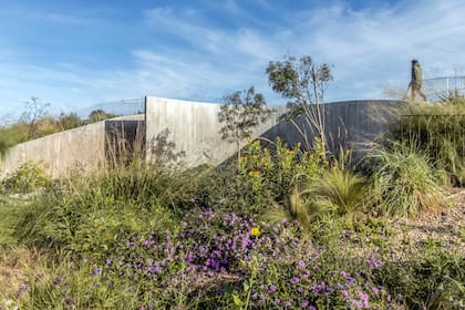 Asclepias ‘Silky Gold’, kniphofia amarilla, lantana rastrera, Salvia leucantha, Verbena bonariensis, Phlomis fruticosa y gramíneas como el Pennisetum ‘Tail Feathers’ y Jarava ichu.