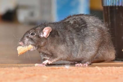 El significado de soñar con ratas