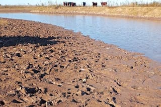 Denuncian un millonario robo de hacienda y la venta de carne por redes sociales