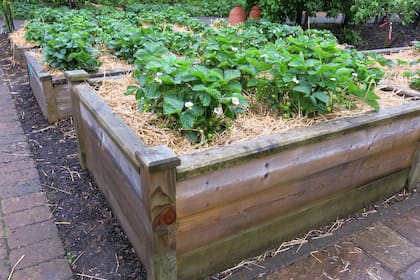 Asegurar una buena cama de plantación es la clave para cultivar frutillas más sanas