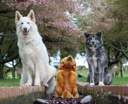 Ashleigh Macpherson tiene tres perros, pero Kiko es su mascota más destacada