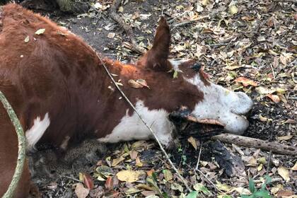 Matan animales y no siempre los faenan por completo