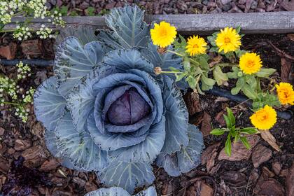 Así como la convivencia de plantas y comestibles es beneficiosa para la huerta, la rotación beneficia a cada especie para responder a los requerimientos hídricos, nutritivos y climáticos de cada una de ellas.