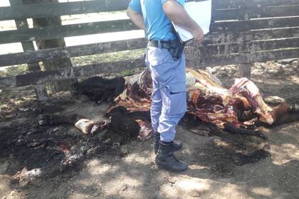 Así dejaron a la vaca campeona