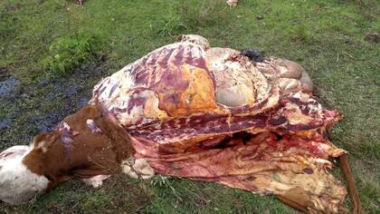 Así dejaron los cuatreros uno de los animales faenados en el medio del potrero